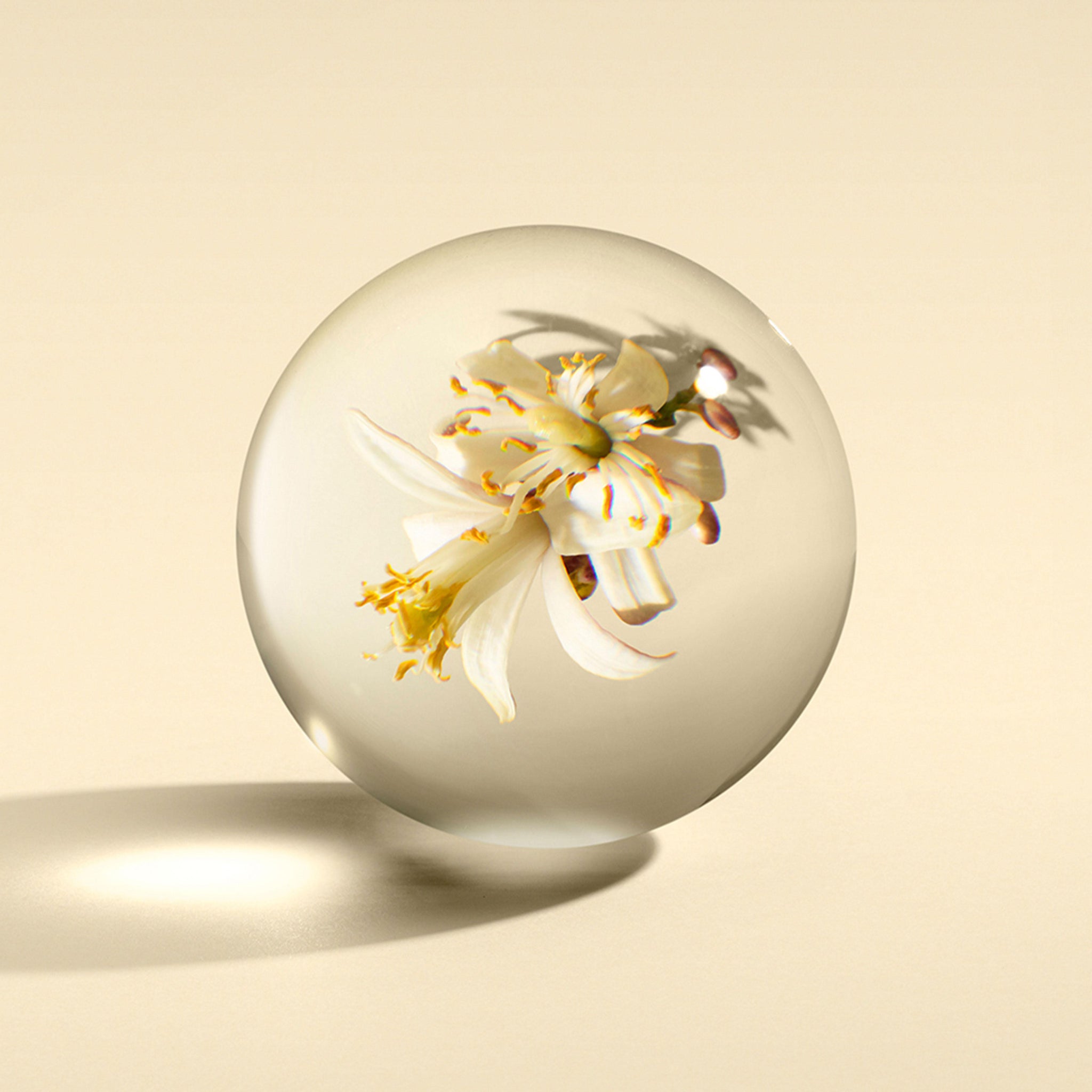A white flower with yellow stamens is encased within a transparent glass orb, reminiscent of MoltonBrown Cyprus Orange & Bergamot Aroma Reeds. It casts a soft shadow on a beige background, while magnifying and distorting the petals to create an ethereal effect, much like how this home fragrance envelops the senses.