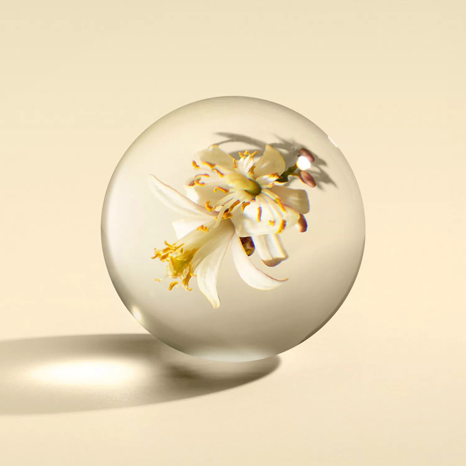 A delicate white and yellow flower encased in a clear glass sphere rests on a pale surface, its elegance reminiscent of the MoltonBrown Cyprus Sample 3 fragrance. The sphere casts a soft shadow, and light gently highlights the intricate details of the flower within.
