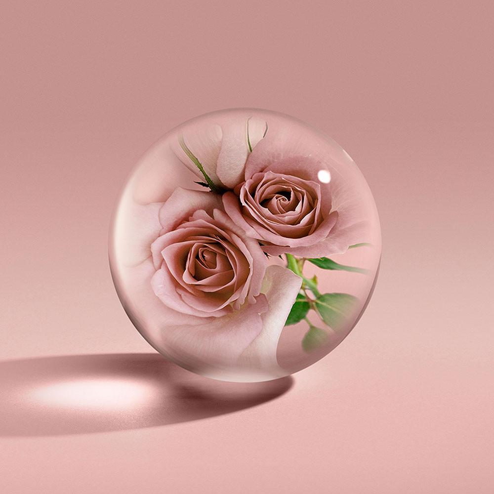 A fragrant glass sphere featuring two delicate pink roses and green leaves rests against a soft pink backdrop, capturing the essence of patchouli Sulawesi. This scene mirrors the luxurious feel of MoltonBrown Cyprus's Rose Dunes Bath & Shower Gel 300ml, as the sphere casts a gentle shadow reminiscent of an ambery body wash.