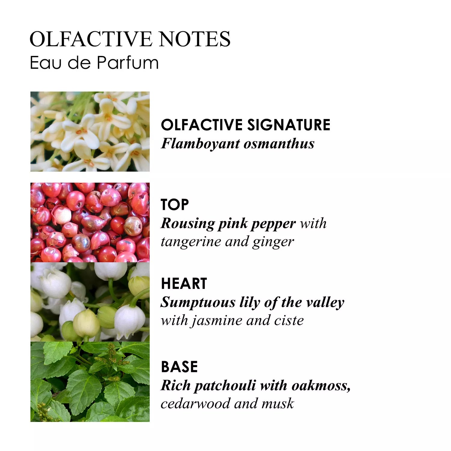 An image showcases the olfactive notes of Fiery Pink Pepper Eau de Parfum by MoltonBrown Cyprus, featuring osmanthus, pink pepper, tangerine, ginger, lily of the valley, jasmine, ciste, patchouli, oakmoss, cedarwood, and musk.