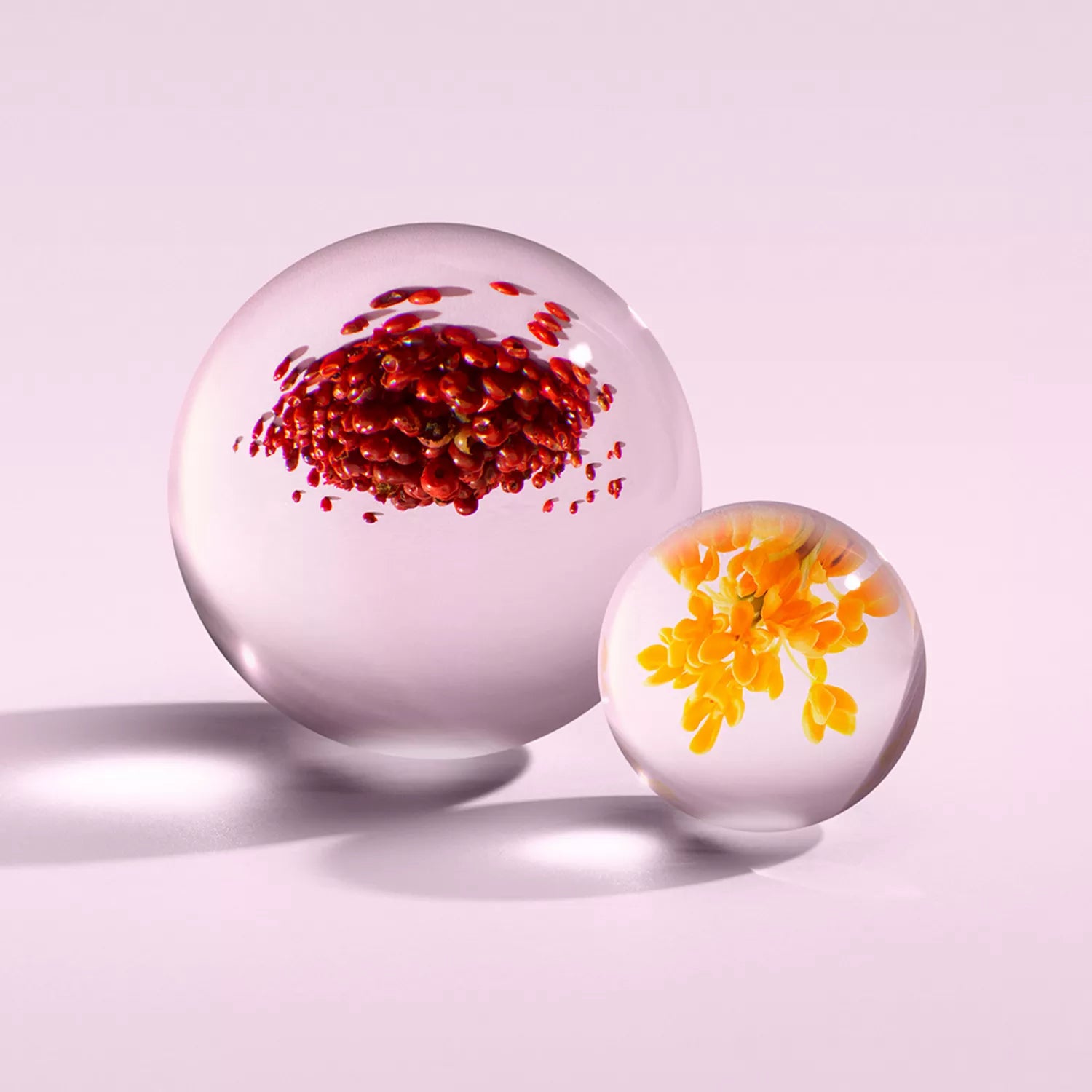 On a pale pink surface, two glass spheres embody MoltonBrown Cypruss Fiery Pink Pepper Eau de Parfum. The larger, adorned with red flowers, reveals patchouli notes; the smaller, with yellow blooms, infuses spicy pink pepper. Both cast gentle shadows on the backdrop.