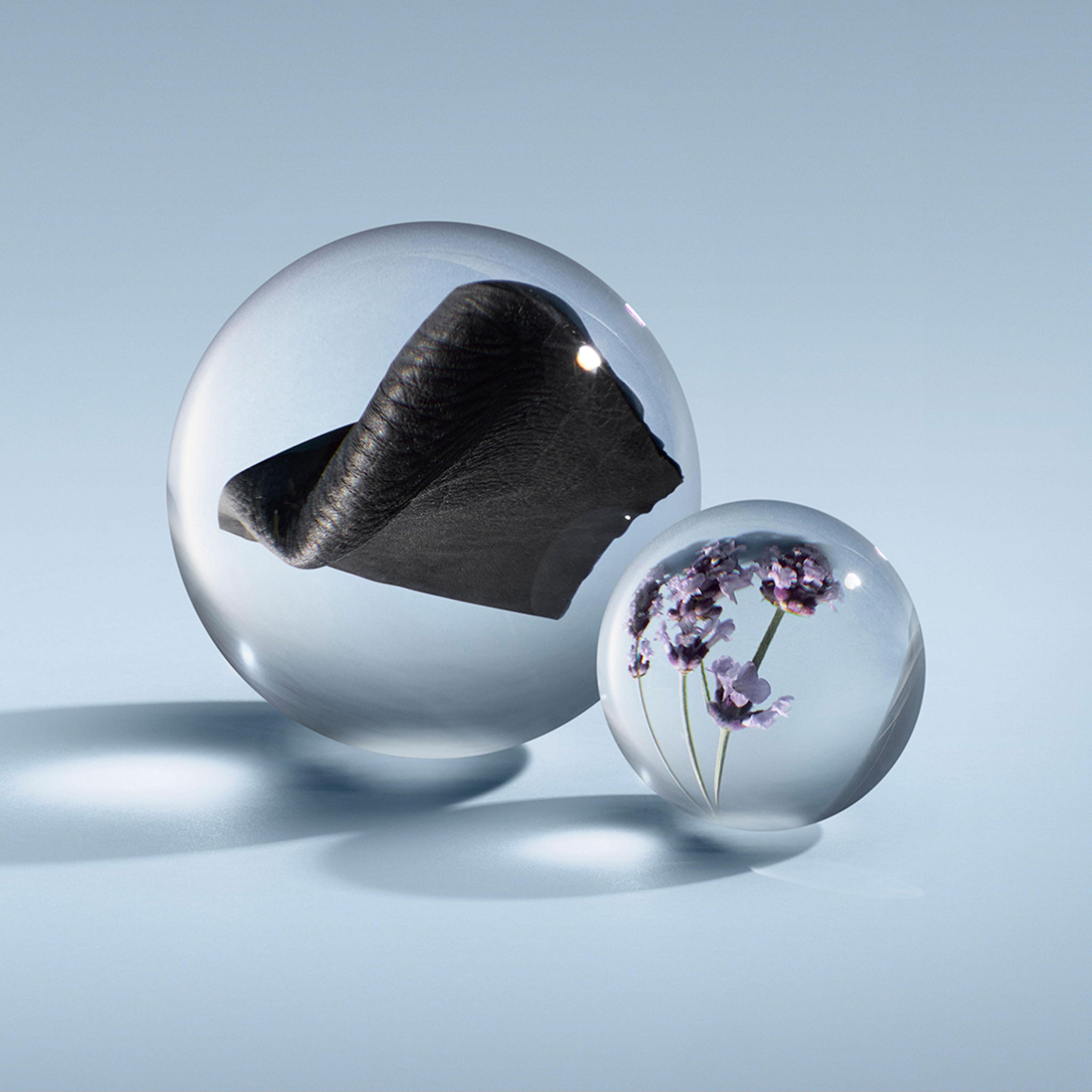 A pair of transparent spheres rests on a light blue background. The larger sphere encloses a black object, evocative of Dark Leather Eau de Parfum by MoltonBrown Cyprus, while the smaller one contains fresh lavender flowers. Both spheres cast gentle shadows on the surface, crafting an intriguing interplay of light and texture.